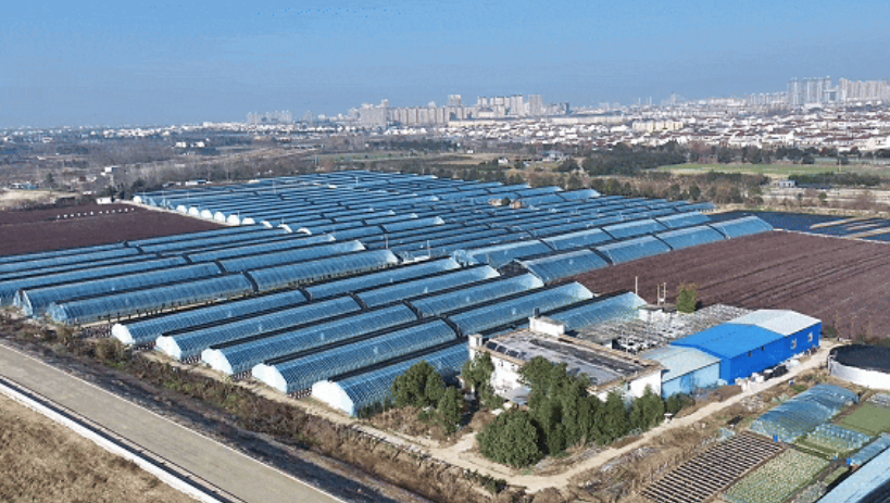 洋縣東聯(lián)村藍莓基地航拍。洋縣融媒體供圖