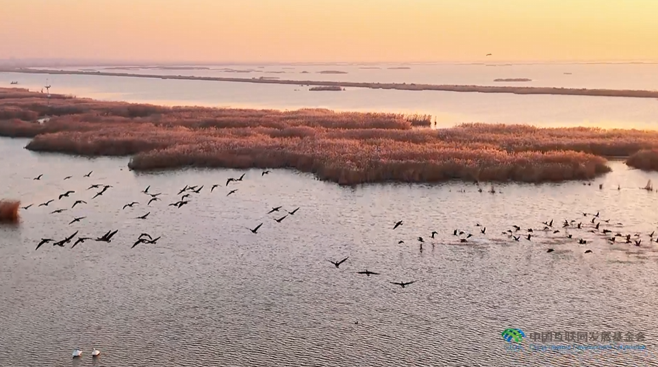 “兩山”理念與美麗中國(guó)丨濕地與候鳥，一場(chǎng)歲歲年年的相守