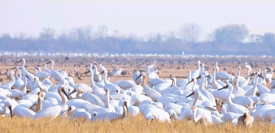 “兩山”理念與美麗中國(guó)丨濕地與候鳥，一場(chǎng)歲歲年年的相守