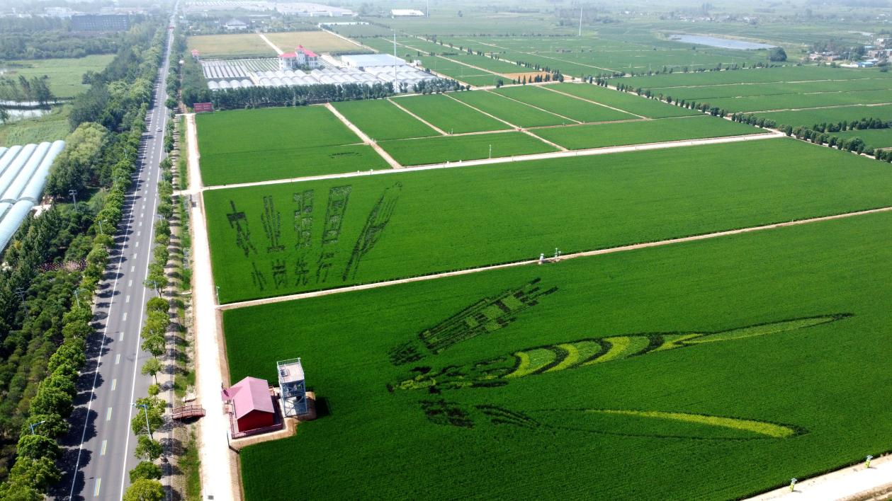 俯瞰小崗村高標(biāo)準(zhǔn)農(nóng)田。鳳陽縣委宣傳部供圖