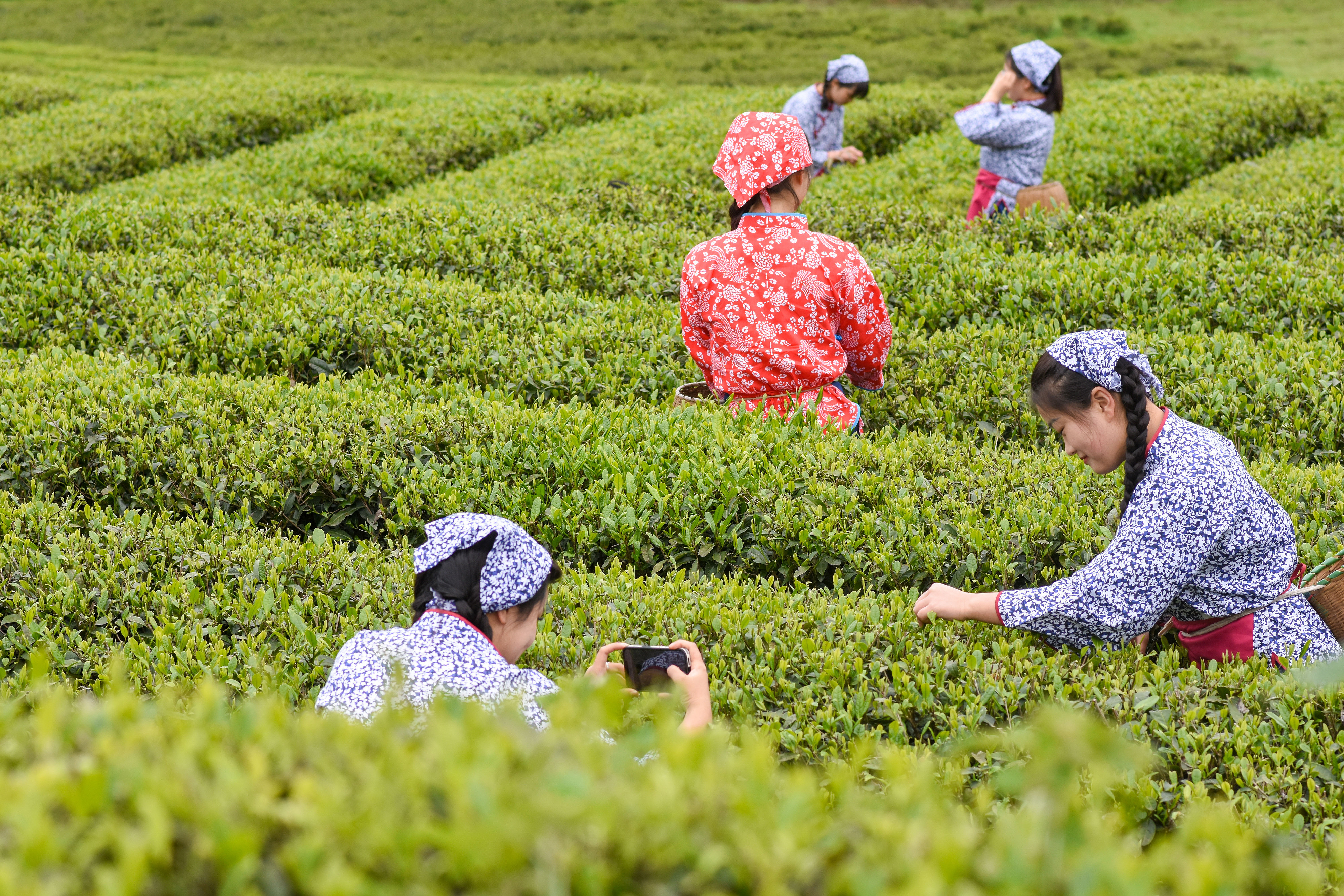 2023年4月6日，游客在貴州省銅仁市江口縣怒溪鎮(zhèn)駱象村生態(tài)茶園體驗(yàn)采茶樂趣。