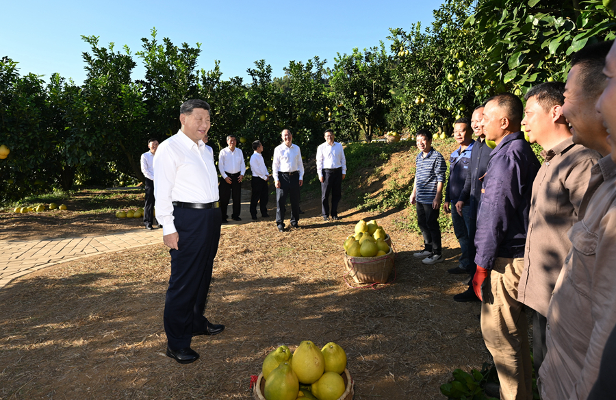 2025年11月7日，習近平總書記在梅州市梅縣區(qū)雁洋鎮(zhèn)南福金柚種植基地考察時，同果農(nóng)和農(nóng)技人員親切交流。