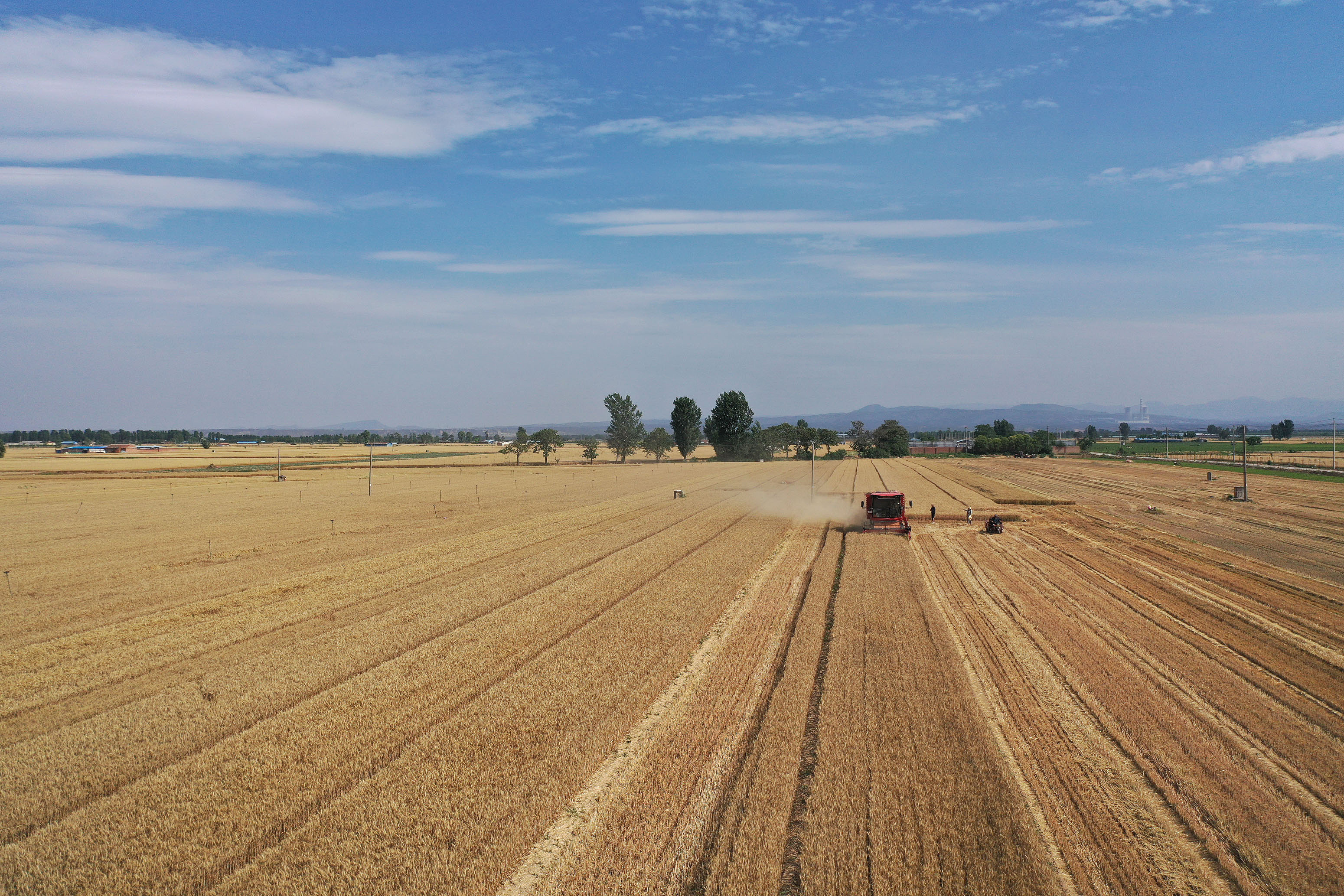 2025年6月3日，河南焦作，溫縣黃河街道灘王莊村農(nóng)民駕駛收割機(jī)收獲小麥。