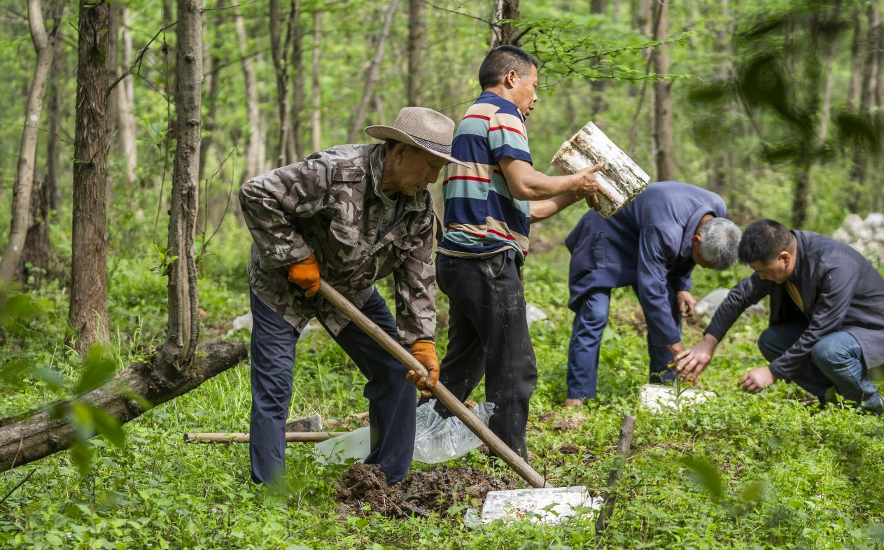 2025年4月16日，江西新余，仙女湖區(qū)河下鎮(zhèn)花園村林場，人們正在搬運(yùn)、栽植靈芝菌棒。