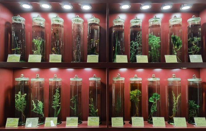 圖為藏藥藥材標本。???張海?? ??.jpg