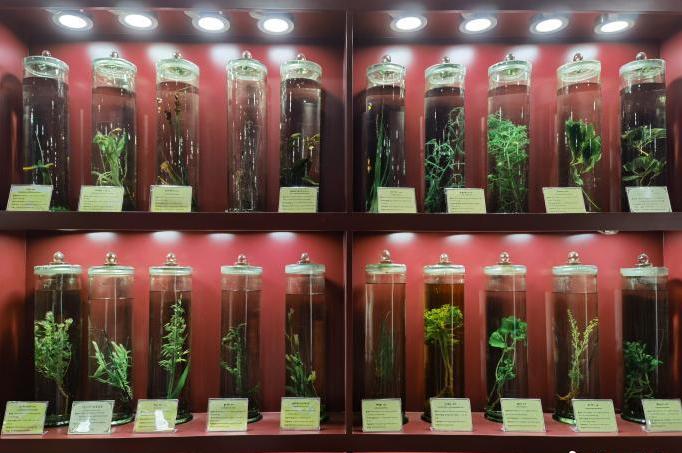 圖為藏藥藥材標(biāo)本。???張海?? ??.jpg