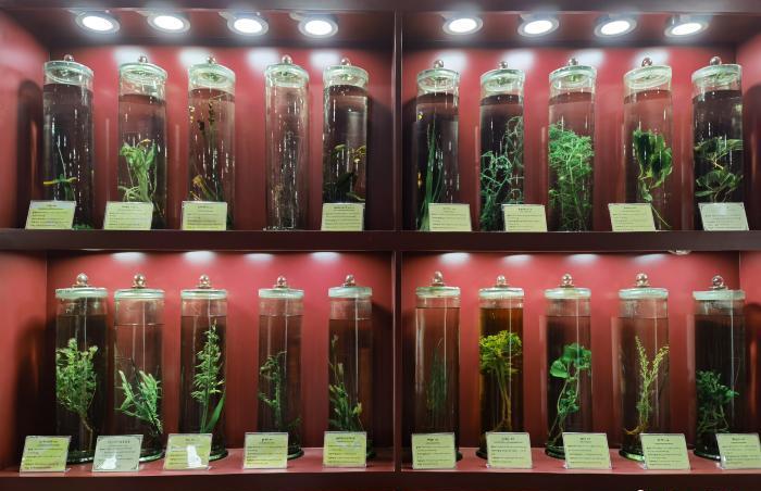 圖為藏藥藥材標(biāo)本。???張海?? ??.jpg