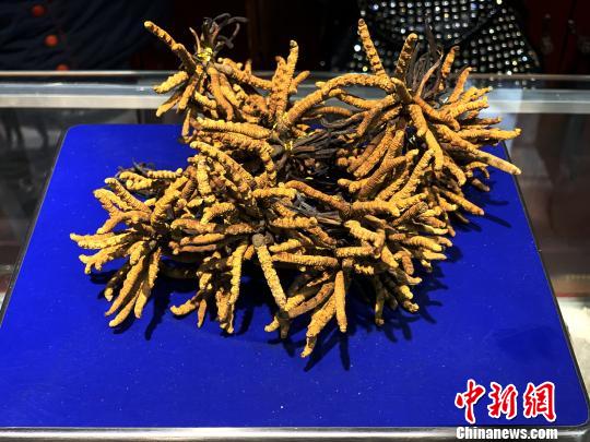 圖為冬蟲夏草?！O睿 攝