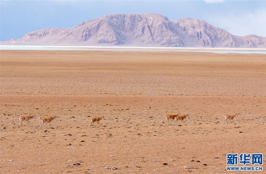 (環(huán)境)(3)藏北高原的美麗生靈