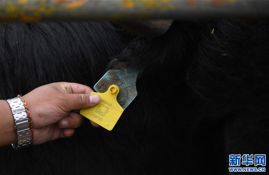 （經(jīng)濟）（8）大通牦牛“嫁”入西藏