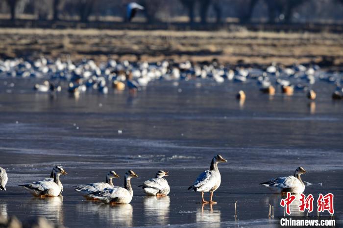 圖為拉薩市林周縣境內(nèi)越冬的候鳥?！∝暩聛硭?攝