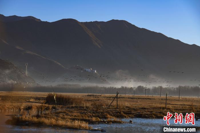 圖為拉薩市林周縣境內(nèi)飛翔的候鳥?！∝暩聛硭?攝