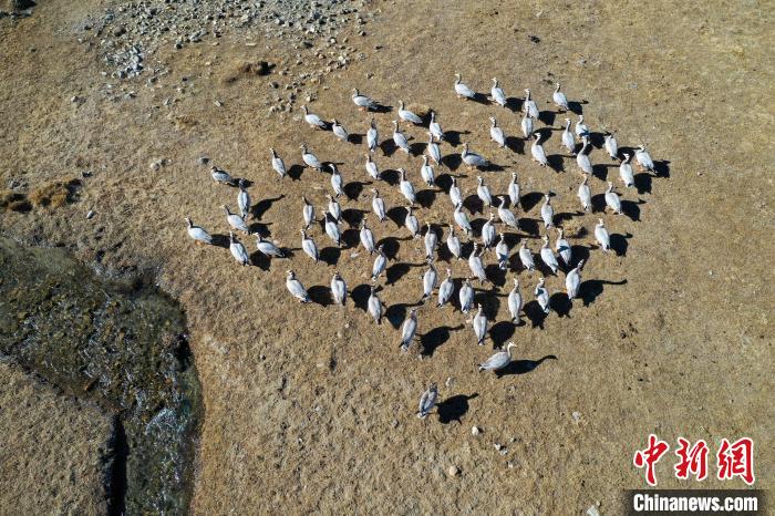 圖為拉薩市林周縣境內(nèi)越冬的候鳥?！∝暩聛硭?攝