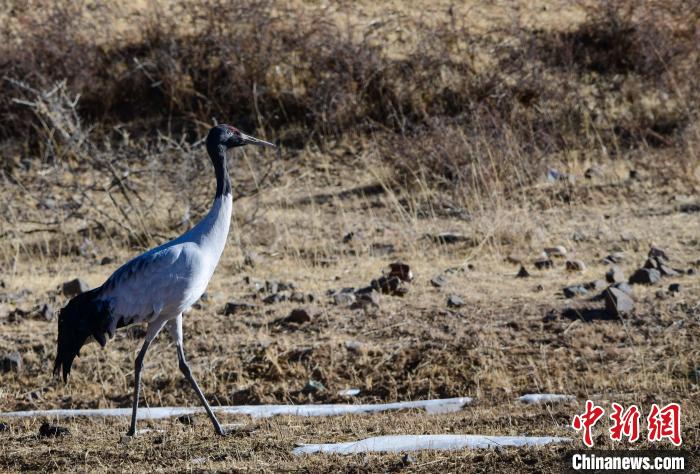 圖為一只黑頸鶴在拉薩市林周縣境內(nèi)田間覓食?！∝暩聛硭?攝