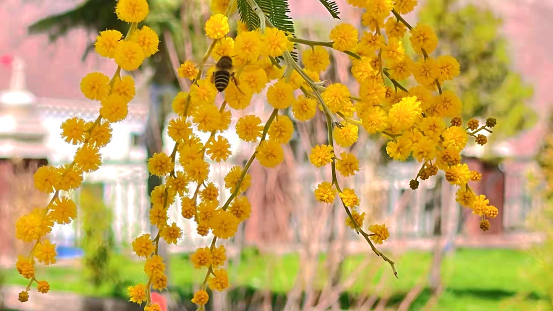 蜜蜂吮吸著金合歡花蕊里的蜂蜜。