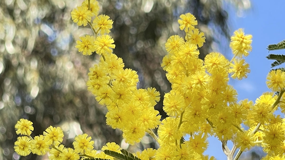 金光燦燦的金合花。