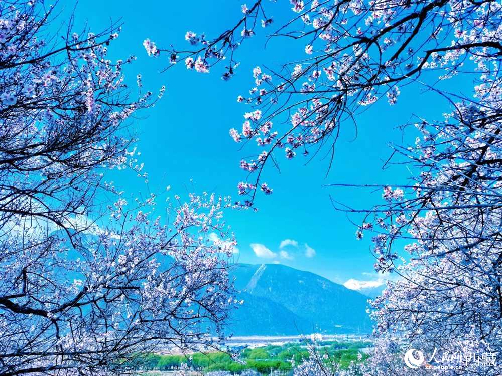 桃花在藍(lán)天白云的映襯下分外好看。人民網(wǎng) 李海霞攝