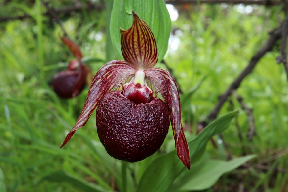 波密灼蘭。王翰臣攝