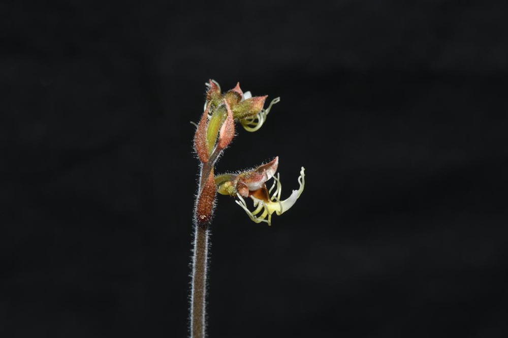 墨脫金線蘭。金效華攝