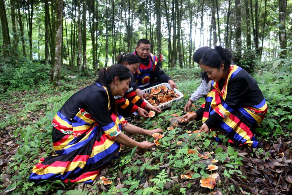 身著民族服的村民正在采摘靈芝。次仁央宗攝