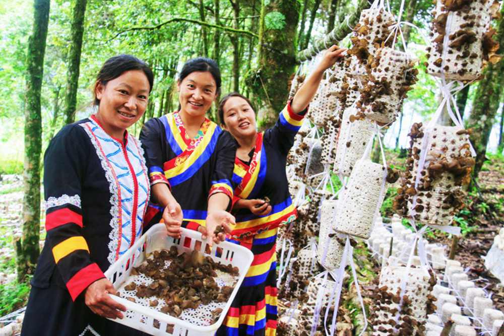 木耳產(chǎn)量頗豐。次仁央宗攝