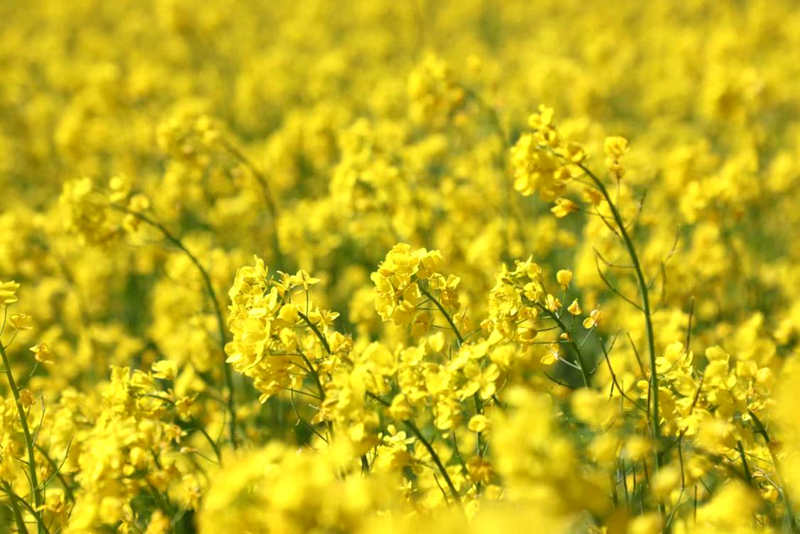 油菜花盛開。洛克攝