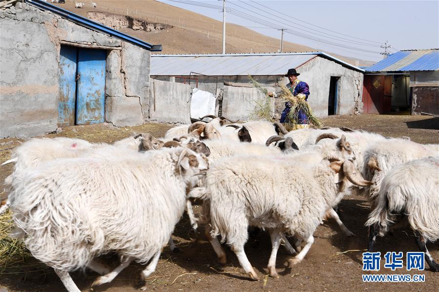 （脫貧攻堅）（11）從貧困戶到致富能人——藏族村民宋天柱“變身”記