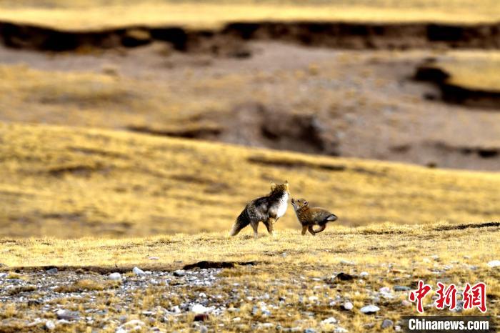 來(lái)自媽媽的愛(ài)！高原藏狐母子嬉戲畫(huà)面暖人心