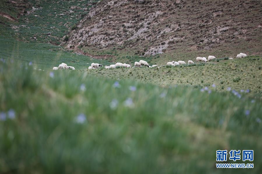 (美麗中國(guó))(4)祁連山下冰溝河 水草豐茂美如畫