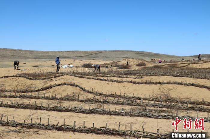工作人員編織高山柳沙障。若爾蓋縣林業(yè)和草原局供圖