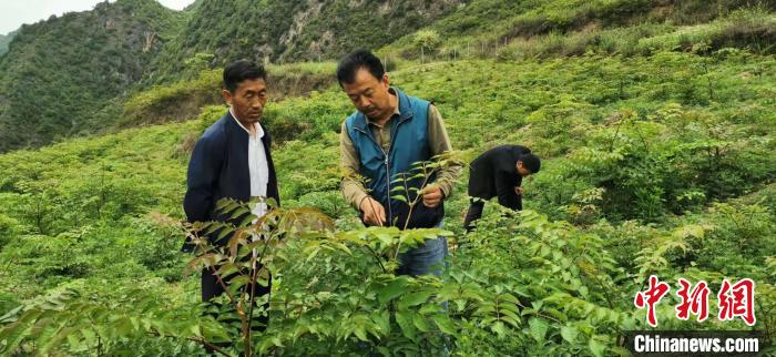 圖為張金利調(diào)研適合阿拉村種植的農(nóng)作物，經(jīng)過不斷改良技術(shù)后，產(chǎn)量大大提高。(資料圖)甘肅省水利廳供圖