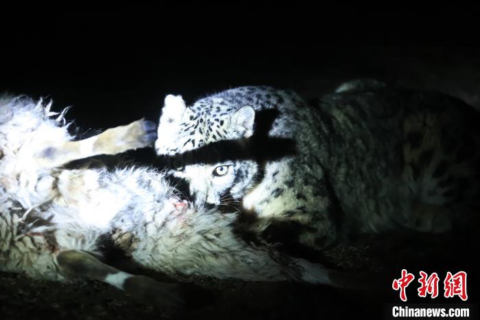 長(zhǎng)江源、瀾滄江源啟動(dòng)旗艦物種雪豹及棲息地保護(hù)項(xiàng)目