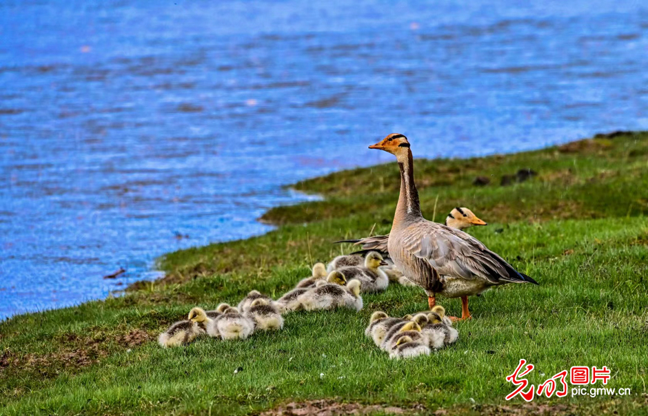 三江源國家公園正式設(shè)立，這是青海生態(tài)文明建設(shè)的新答卷