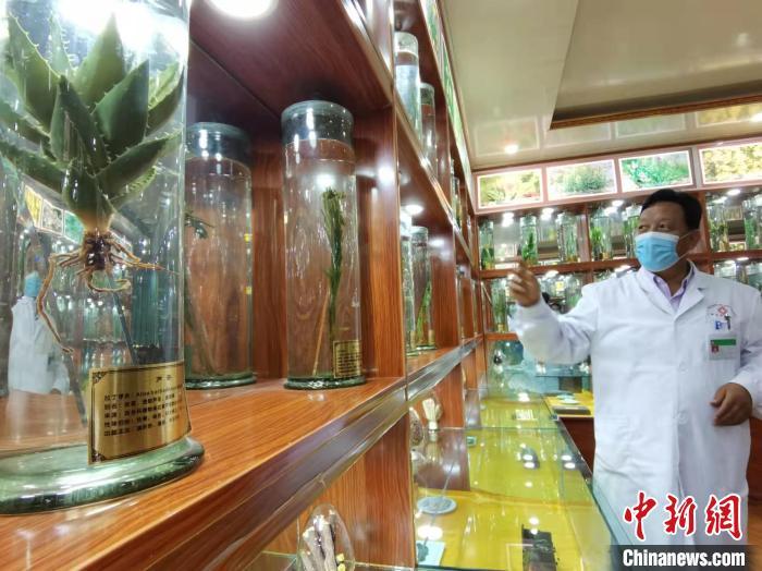 甘肅省甘南藏族自治州碌曲縣藏醫(yī)院副院長(zhǎng)看照加近30年的從醫(yī)工作，堅(jiān)持中藏醫(yī)特色優(yōu)勢(shì)相結(jié)合診療方法。　張婧 攝