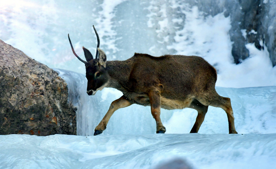 活躍在青海省海西州柏樹山的白唇鹿。巴圖那生攝