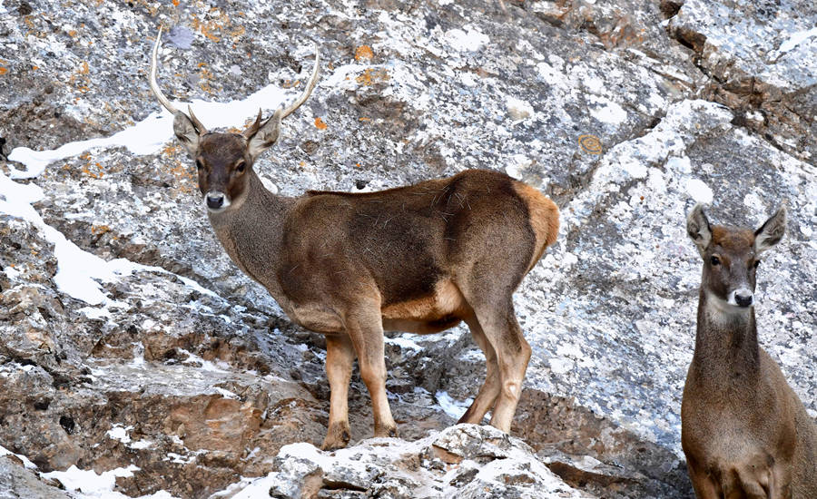 活躍在青海省海西州柏樹山的白唇鹿。巴圖那生攝