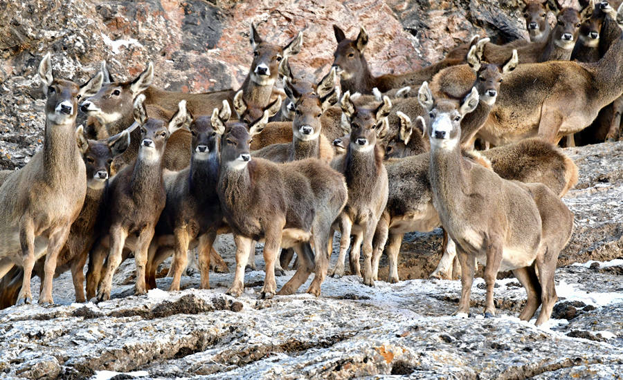 活躍在青海省海西州柏樹山的白唇鹿。巴圖那生攝