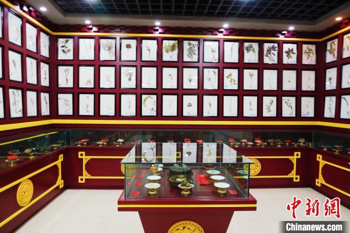 圖為藏藥臘葉標(biāo)本。　馬銘言 攝