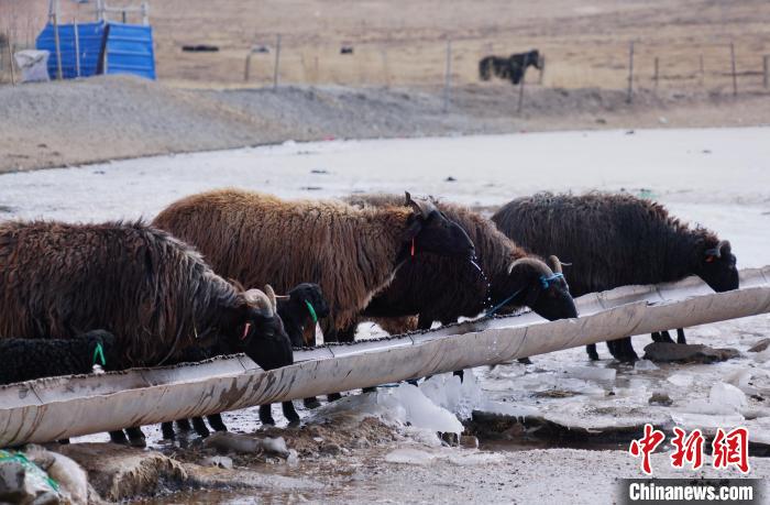 圖為黑藏羊正在喝水?！●R銘言 攝
