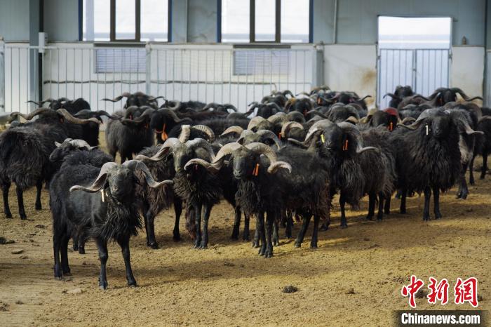 圖為黑藏羊。　馬銘言 攝