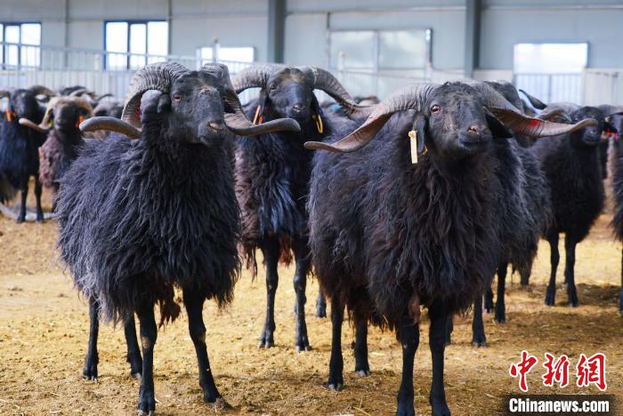 圖為黑藏羊。　馬銘言 攝