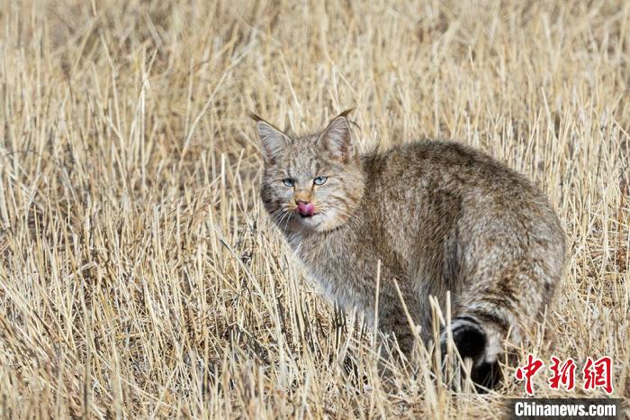 圖為拍攝到的荒漠貓?！O春生 攝