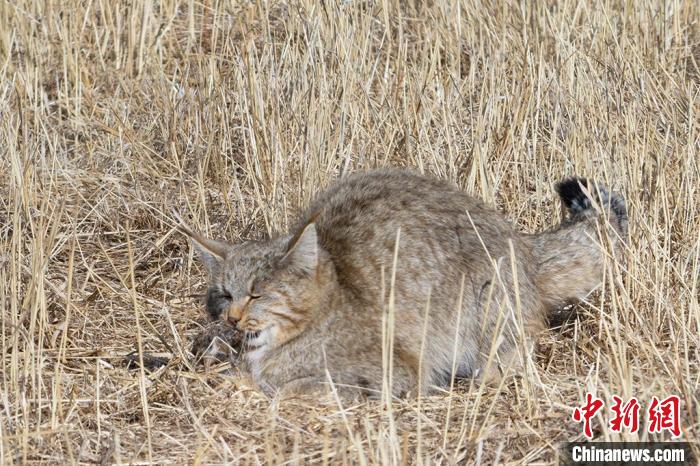 圖為拍攝到的荒漠貓?！≡S明遠(yuǎn) 攝
