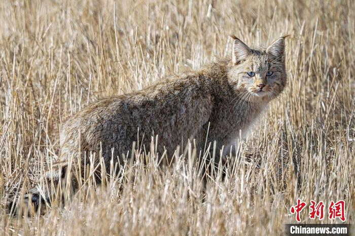 圖為拍攝到的荒漠貓。　許明遠(yuǎn) 攝