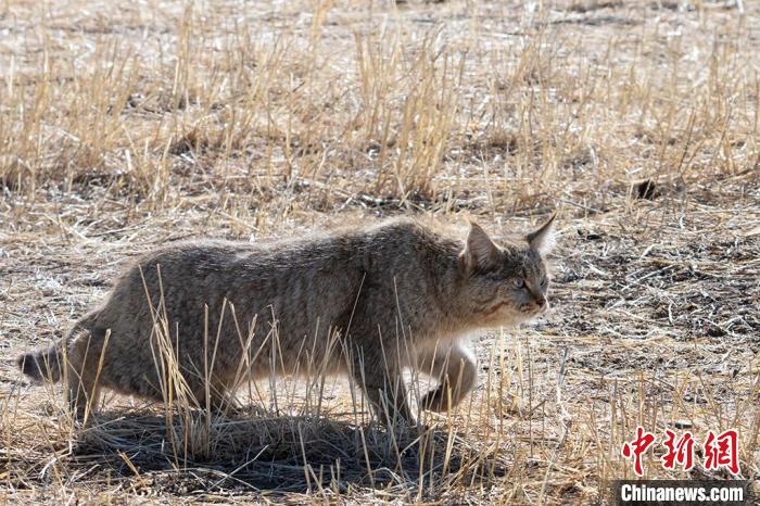 圖為拍攝到的荒漠貓。　孫春生 攝