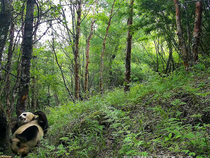 紅外相機(jī)拍攝到的野生大熊貓。平武縣融媒體中心供圖