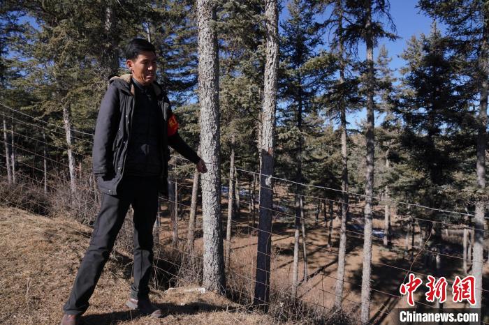 圖為桑杰加檢查林場防護網(wǎng)。　馬銘言 攝