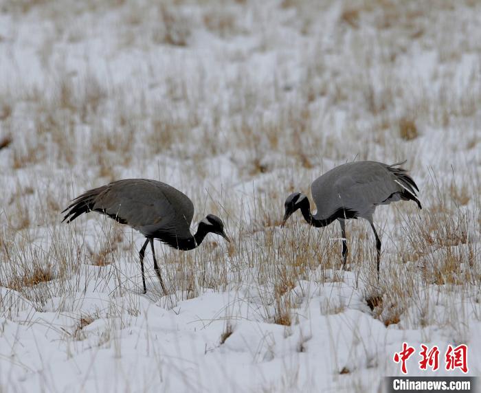 在若爾蓋濕地的蓑羽鶴。　任何清 攝
