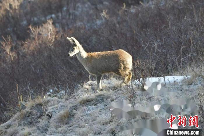 三江源腹地青海達(dá)日：野生動(dòng)物頻“上鏡”
