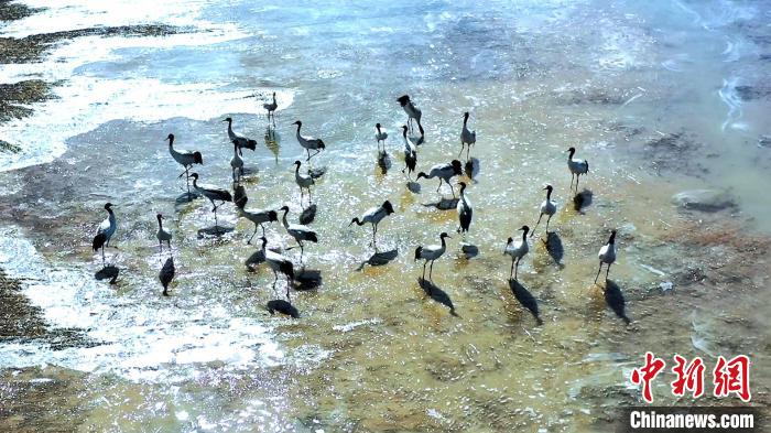 圖為黑頸鶴群駐足休憩?！￡惷髡?攝